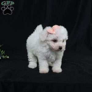 Nora (Tiny), Bichon Frise Puppy